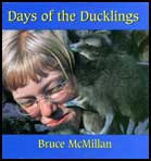 Days of the Ducklings (cover)