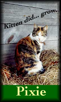Kitten did... grow up. Pixie