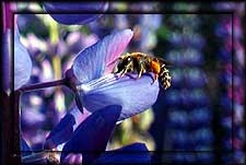 Click for Bees and Lupines