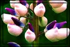 Click for Lupines