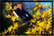 Click for the Flowers
