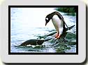 Click to send as a postcard