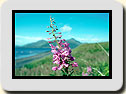 Click to send as a postcard