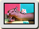 Click to send as a postcard